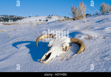 Dickhornschafe, amerikanische Bighorn, Bergschafe (Ovis Canadensis), Schädel in Schnee, USA, Wyoming, Yellowstone NP. Stockfoto