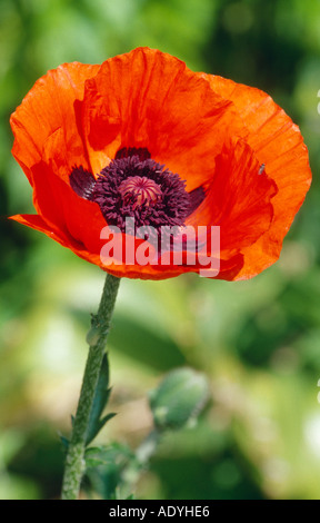 Orientalische Mohn (Papaver Orientale), einzelne Tusch, Deutschland. Stockfoto