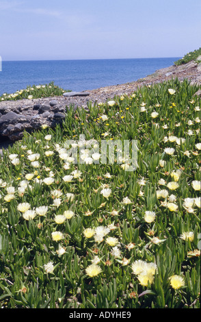 Sally mein gut aussehend, Hottentotten Fig (Khoi Acinaciformis), Hang, Griechenland, Santorin blühen. Stockfoto