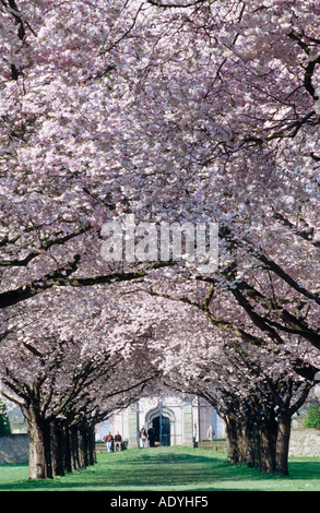 ornamentale Kirsche (Prunus spec), Allee, Deutschland, Palace Park Schwetzingen blühen. Stockfoto