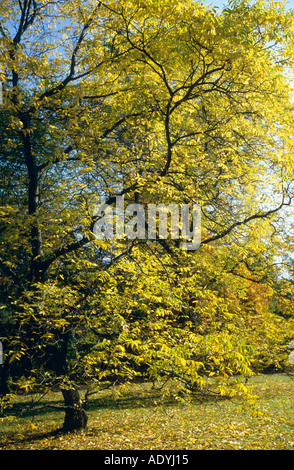 Walnuss (Juglans Regia), Baum im Herbst. Stockfoto
