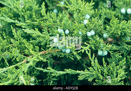 Savine (Juniperus Sabina), Zweig mit Früchten Stockfoto