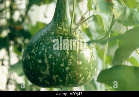 Flaschenkürbis, Kalebasse, weiße Blüte Kürbis (Lagenaria Siceraria), Kürbisse, Obst Stockfoto