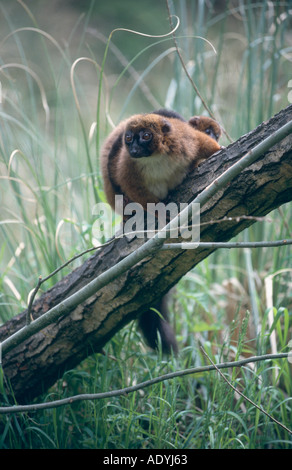 Rotbauch-Lemur (Eulemur Rubriventer), Erwachsene sitzend auf Ast, mit jungen auf Rückseite Stockfoto