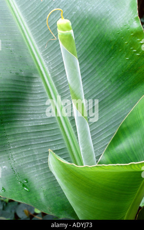 Zwerg-Banane (Musa Acuminata), gerollte Blätter Stockfoto