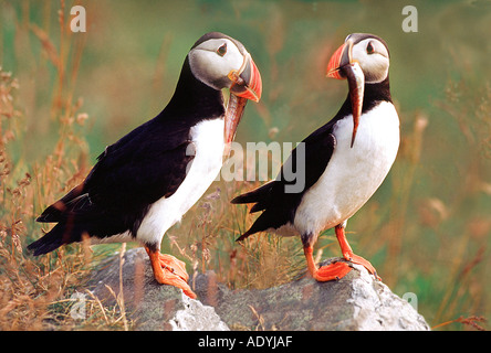 Papageitaucher (Fratercula Arctica), zwei Vögel mit Auffangschale Fischen, Norwegen, Runde, 01.07.2003. Stockfoto