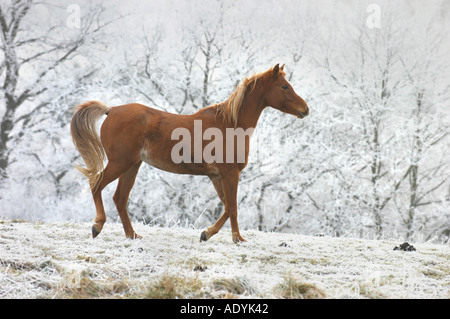 Haflinger-Pferd (Equus Przewalskii F. Caballus) auf Winter Weide. Stockfoto