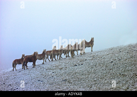 Haflinger-Pferd (Equus Przewalskii F. Caballus), Herde auf der Weide Winter. Stockfoto