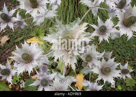 Beth Chatto Gardens Elmstead Markt in der Nähe von Colchester Essex GB UK Stockfoto