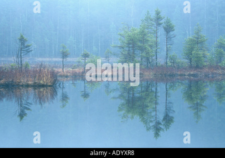 nebelige Feuchtgebiete bei einer Län Naturreservat Fegen Suedschweden Süd Schweden Stockfoto