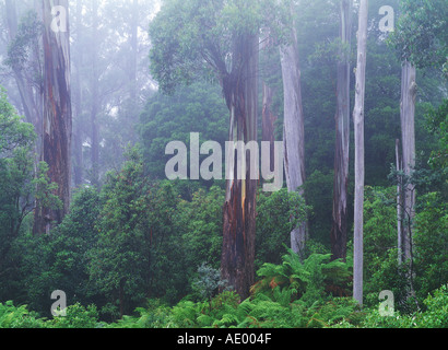 Eukalyptusbäume und Eukalyptus in Tasmanischen Regenwald Stockfoto