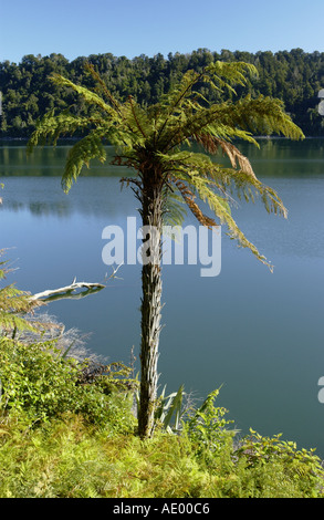 Neuseeland Farn Baum - Dicksonia Squarrosa oder Wheki Stockfoto