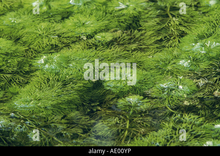 Asiatische Marshweed, Zwerg, Ambulia, Ambulia, Gattung Gattung Sessiliflora Stockfoto