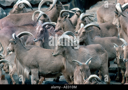 Mähnenspringer, Aoudad (Ammotragus Lervia), Herde Stockfoto
