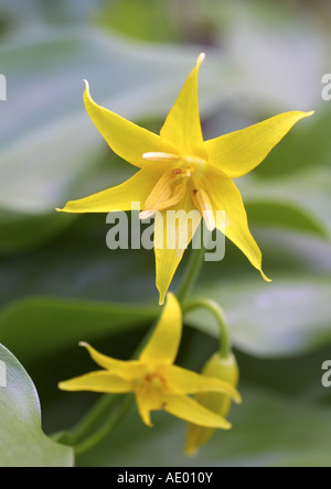 Forellen-Lilie, Tuolumne Fawn Lily, Tuolumne Fawnlily Adder der Zunge des Hundes Zahn Lily, Hund Zahn Lily (Erythronium Tuolumnense), Stockfoto