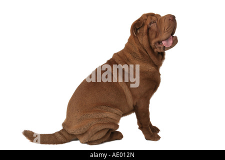 Shar-Pei, chinesische Shar-Pei (Canis Lupus F. Familiaris), sitzend Stockfoto
