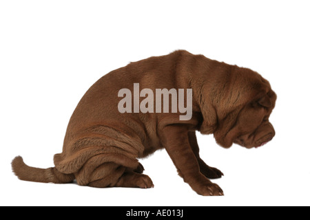 Shar-Pei, chinesische Shar-Pei (Canis Lupus F. Familiaris), sitzend Stockfoto