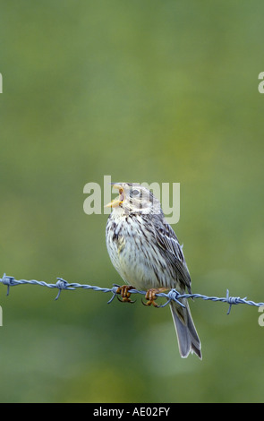 Grauammer (Emberiza Calandra, Miliaria Calandra), Gesang, Vereinigtes Königreich, Schottland Stockfoto