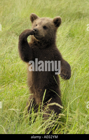 Europäischer Braunbär (Ursus Arctos Arctos), Jungtier stehen aufrecht, Deutschland, NP Bayerischer Wald Stockfoto