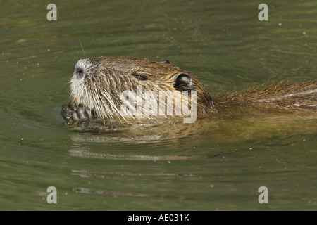 Nutrias, Nutria (Biber brummeln), Schwimmen, eine Fütterung, Frankreich, Camargue Stockfoto