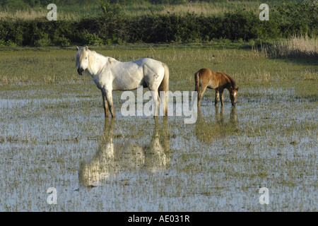 Pferde in der Camargue, Frankreich, Camargue Stockfoto