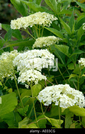 HYDRANGEA ARBORESCENS ANNABELLE Stockfoto
