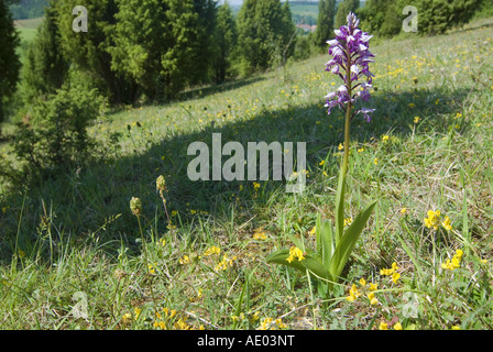 militärische Orchidee (Orchis Militaris), in das Biotop, Deutschland, Niedersachsen Stockfoto