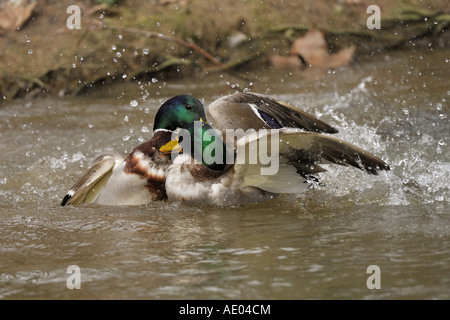 Stockente (Anas Platyrhynchos), zwei Drachen kämpfen während der Paarungszeit, Deutschland Stockfoto