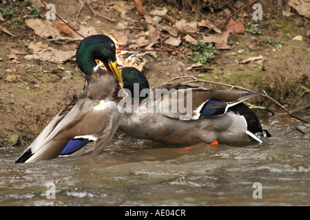 Stockente (Anas Platyrhynchos), zwei Drachen kämpfen während der Paarungszeit, Deutschland Stockfoto