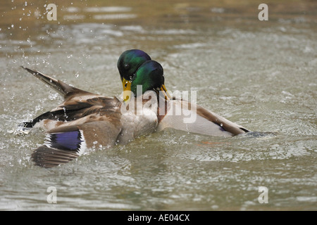 Stockente (Anas Platyrhynchos), zwei Drachen kämpfen während der Paarungszeit, Deutschland Stockfoto
