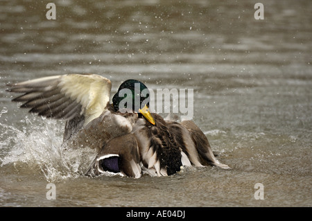 Stockente (Anas Platyrhynchos), zwei Drachen kämpfen während der Paarungszeit, Deutschland Stockfoto