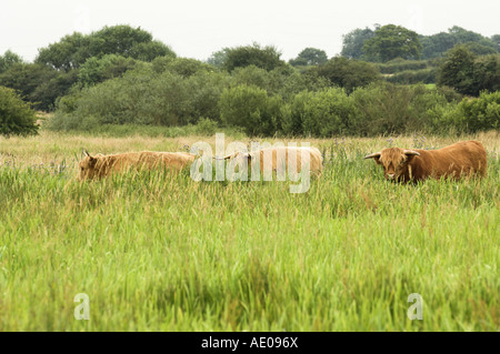 Highland Cattle genutzt, um nasse Weiden Lebensraum in East Anglia, England Juli verwalten Stockfoto