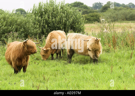 Highland Cattle genutzt, um nasse Weiden Lebensraum in East Anglia, England Juli verwalten Stockfoto