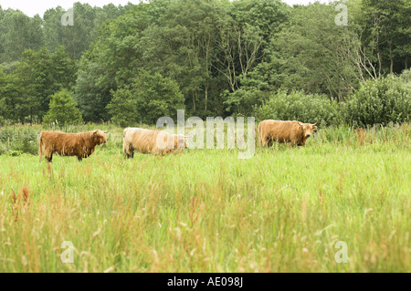 Highland Cattle genutzt, um nasse Weiden Lebensraum in East Anglia, England Juli verwalten Stockfoto