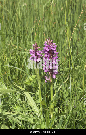Südlichen Marsh Orchideen Dactylorhiza Praetermissa wächst in feuchten Weiden Weide Stockfoto