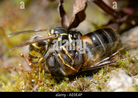 Gewöhnliche Wasp, Vesputa vulgaris Entfernung der Flügelmuskeln von Drone Fly, Eristalis tenax als Nahrung für seine jungen, Wales, Großbritannien Stockfoto