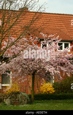 Japanische Kirsche - Prunus serrulata Stockfoto