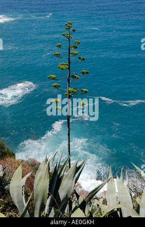 Agave Americana Jahrhundertpflanze entlang der Küste des ligurischen Meeres Italien Stockfoto