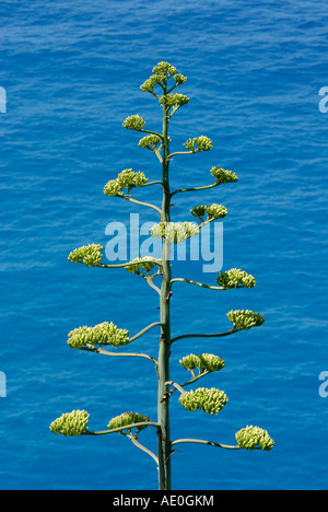 Agave Americana Agave Jahrhundertpflanze entlang der Küste des ligurischen Meeres Italien Stockfoto