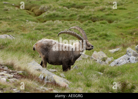 Männlichen Alpin Capra Ibex Ibex Gran Paradiso Nationalpark Italienische Alpen Stockfoto