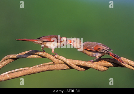 Nördlichen Kardinal Cardinalis Cardinalis weibliche Fütterung junger Lake Corpus Christi Texas USA Mai 2003 Stockfoto