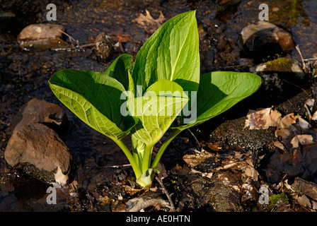 Östlichen "Skunk Cabbage" Symplocarpus Foetidus entstehen im Frühling Stockfoto