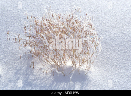 Schneebedeckte Golden Bush Stockfoto