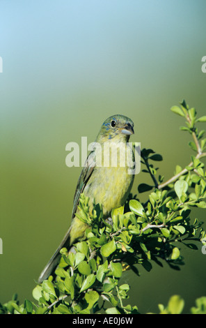 Painted Bunting Passerina Ciris unreife männliche Schweißer Wildlife Refuge Sinton Texas USA Juni 2005 Stockfoto