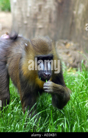 Mandrill Budapest Zoo Ungarn Stockfoto