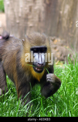 Mandrill Budapest Zoo Ungarn Stockfoto