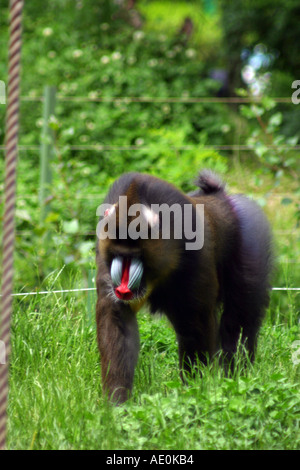 Mandrill Budapest Zoo Ungarn Stockfoto