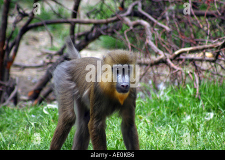 Mandrill Budapest Zoo Ungarn Stockfoto