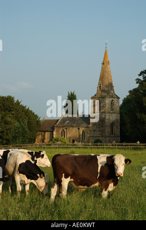 UK, Leicestershire, Gumley, Kühe grasen im Feld vor St Helens Kirche Stockfoto