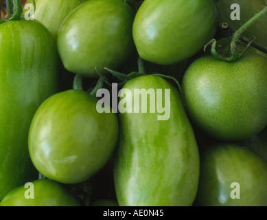 Solanum lycopersicum syn Lycopersicon esculentum . Verschiedene grüne Tomaten. Stockfoto